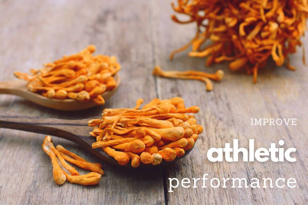 Understanding Cordyceps Understanding Cordyceps