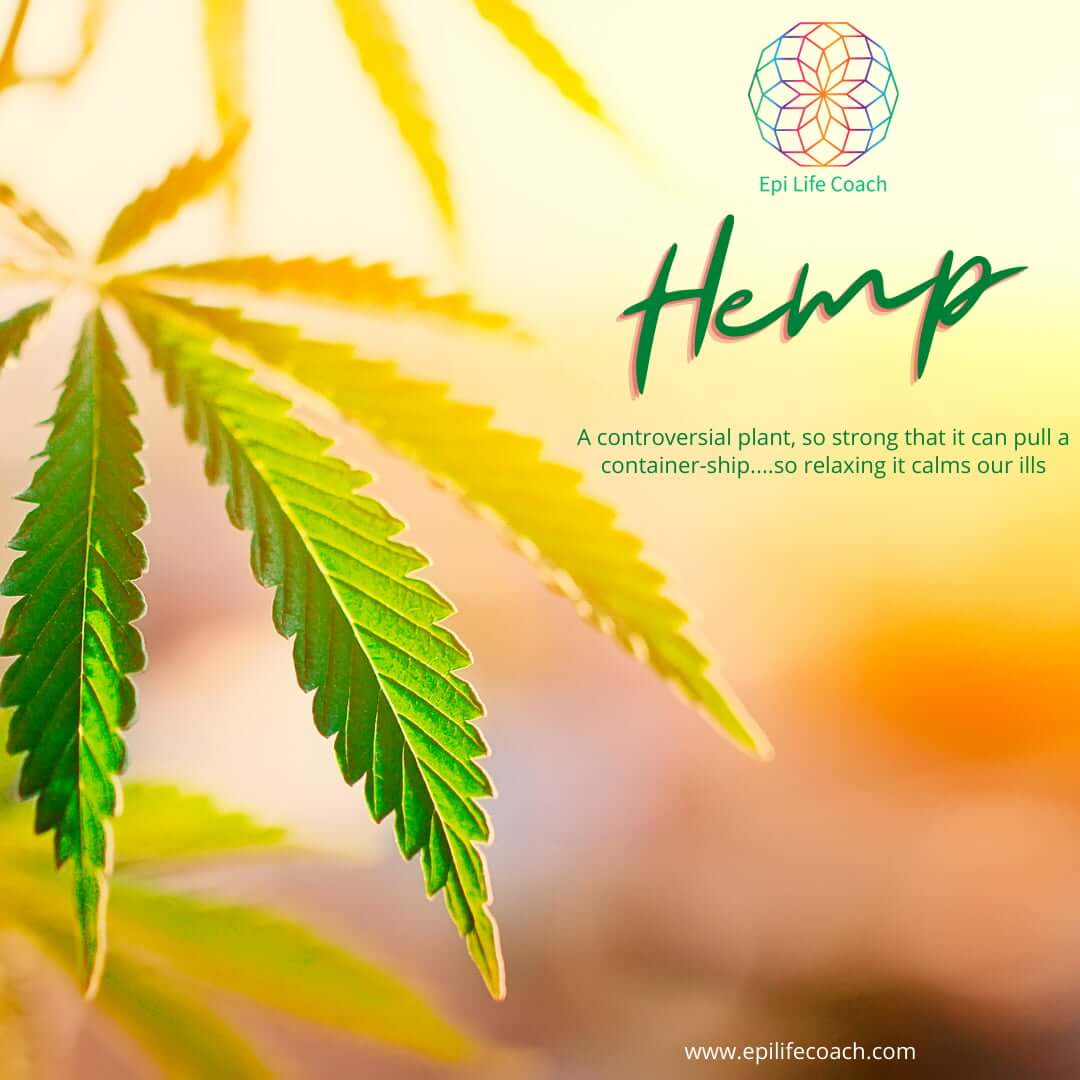 Hemp (Cannabis sativa)