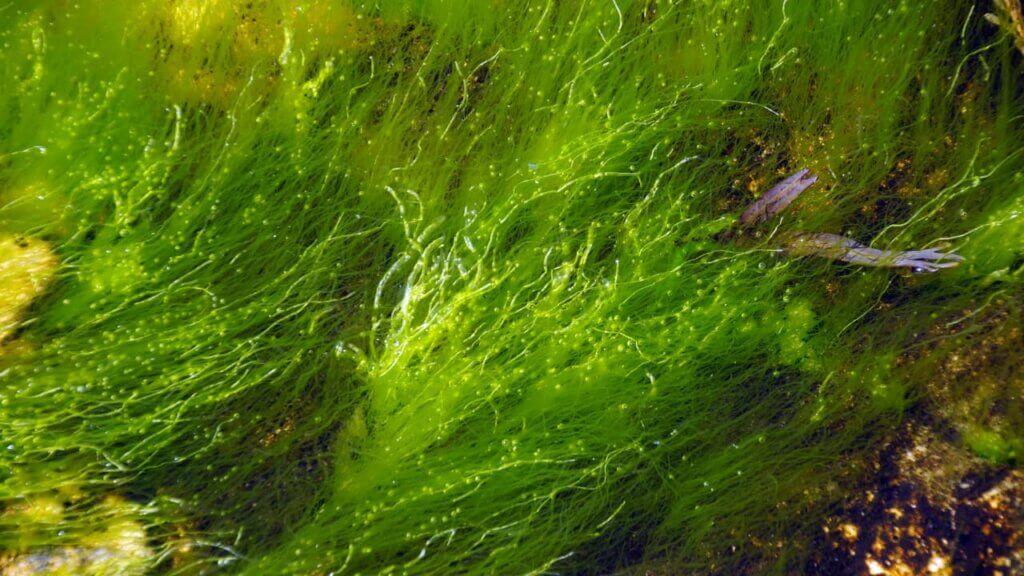 Amazing Health Benefits of Klamath Seaweed