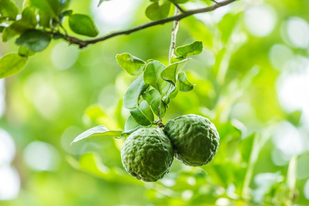 Properties of Bergamot