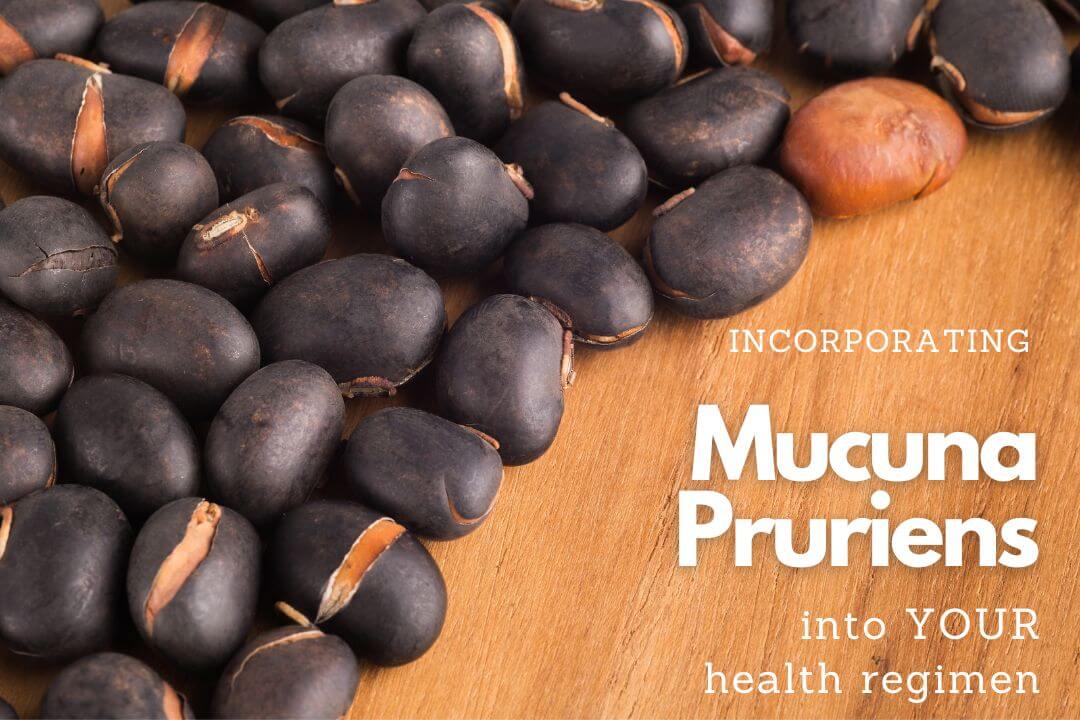 Mucuna Pruriens Properties, Benefits and Use