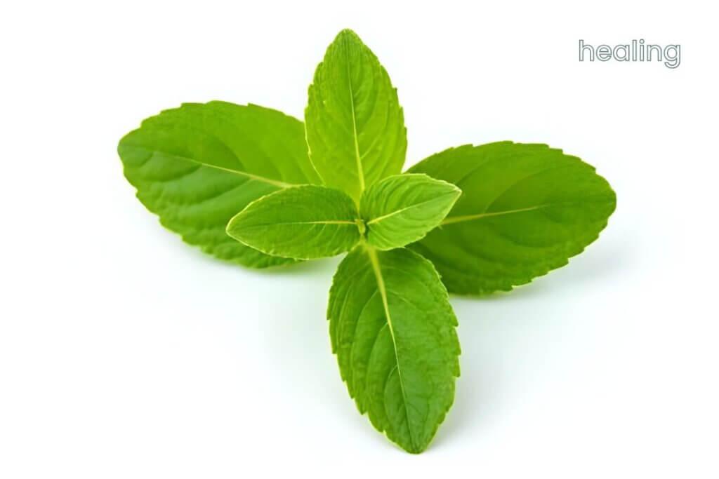 The Powerful Health Benefits of Mint: Why This Simple Herb Deserves a Place in Your Wellness Routine