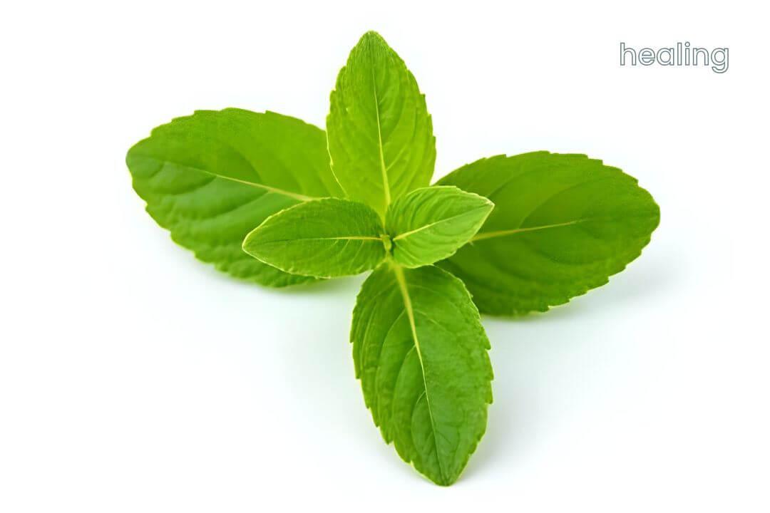 Benefits of Mint
